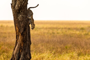 Serengeti National Park, Tanzania: An agile leopard descends a tree on the savanna. © rabbitholephoto