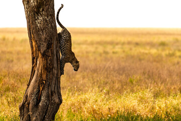 Serengeti National Park, Tanzania, A leopard descends a tree headfirst into the savannah.