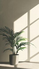 Fototapeta premium A healthy potted palm tree casts a shadow on a sunlit wall, bringing a touch of nature indoors