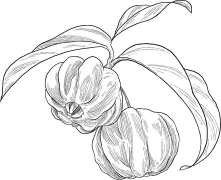 Surinam Berry Botanical Sketch Illustration