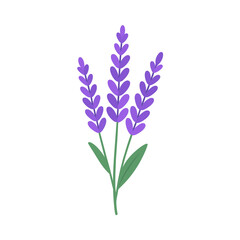 Obraz premium Flat Vector Lavender Flower Illustration