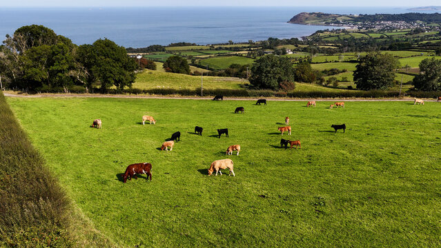Aerial view of Limousine and Charolais cattle grazing in field on a farm in UK