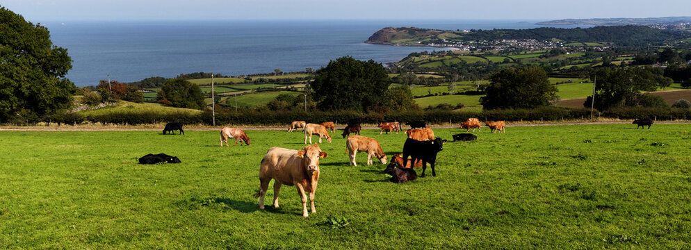 Aerial view of Limousine and Charolais cattle grazing in field on a farm in UK 