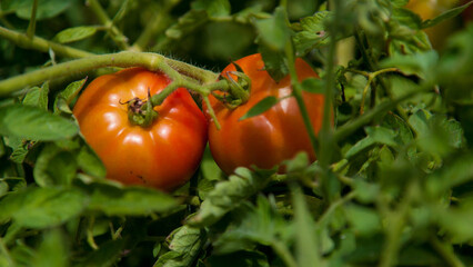 tomatoes in the garden