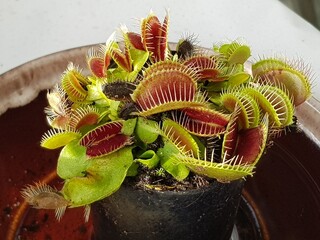 Venus fly trap © Andrew