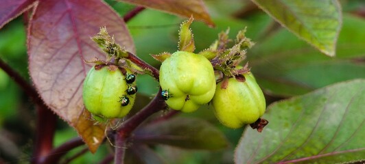 Jatropha curcas and The Miracle Biodiesel Plant