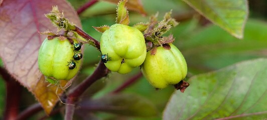 Obraz premium Jatropha curcas and The Miracle Biodiesel Plant