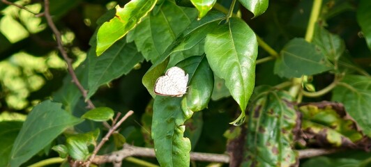 Ape fly Butterfly: The Tiny Predator of the Forest