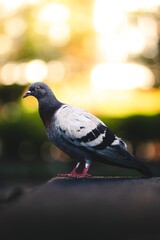 Portrait of a Pigeon