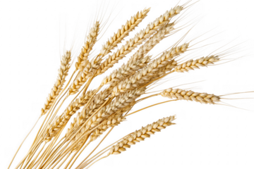 Golden wheat stalks against black isolated on a transparent background