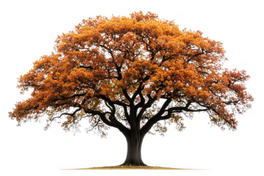 Majestic autumn tree with orange foliage isolated on a transparent background