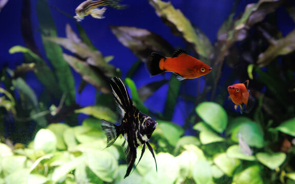 Black and white striped Angelfish (Pterophyllum scalare), red platies and danio in a freshwater planted aquarium