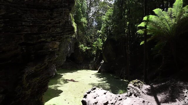 virgin rain forest at trowutta arch along the sumac road in Tasmania, a popular travel destination in Australia.
