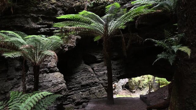 virgin rain forest at trowutta arch along the sumac road in Tasmania, a popular travel destination in Australia.