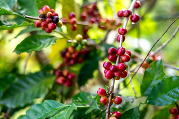 Freshly Ripened Coffee Cherries Growing on a Branch Surrounded by Lush Green Foliage in Natural Habitat