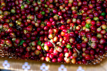 Freshly Harvested Red Coffee Cherries in a Traditional Basket with Green Leaves for Agricultural and Culinary Use