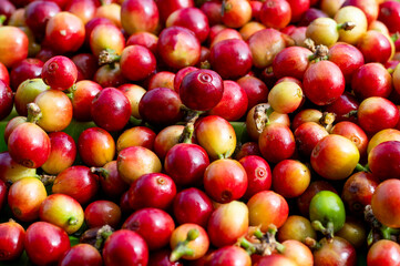 Freshly Harvested Coffee Cherries in Shades of Red and Yellow on Display at a Market, Symbolizing Rich Flavor and Quality