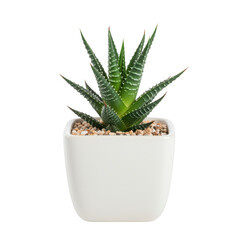 Small green succulent plant in a white pot isolated on transparent background