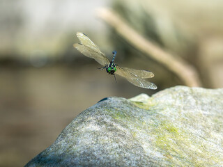 岩の上から飛ぶコオニヤンマ　トンボ