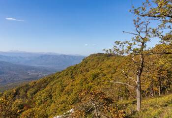 Autumn walks through the autumn forest in the morning in the park of the mountain range