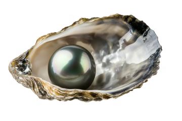 Black pearl in oyster shell isolated on a transparent background