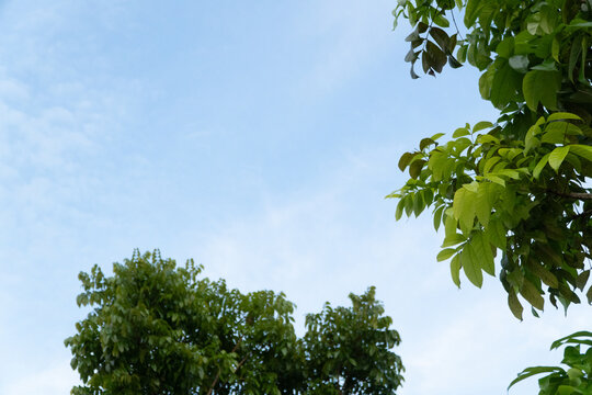 Bright blue sky with scattered white clouds and lush green tree foliage from a low angle perspective. - Powered by Adobe