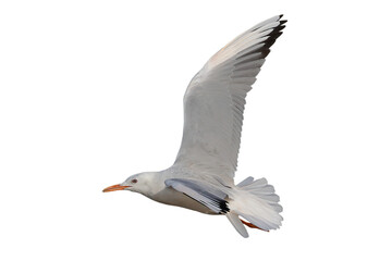 Slender-billed Gull flying isolated on transparent background png file