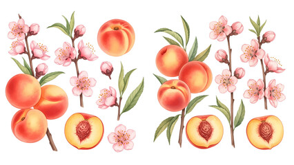 watercolor peach clipart for graphic resources