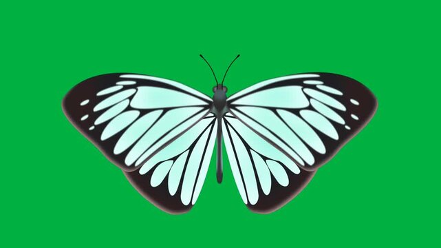 PARERONIA BOEBERA BOEBERA PHILIPPINES BUTTERFLY 2D ANIMATION WITH CHORMA KEY 