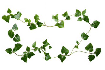 Green ivy vines on black isolated on a transparent background