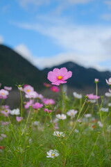 Obraz premium Beautiful pink cosmos flowers in full bloom in autumn, Korea