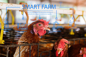 Smart farm concept: A close-up of a hen in a poultry cage overlaid with a futuristic technology interface monitoring iot, automation, and efficiency in modern agriculture.