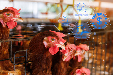 Smart farm concept: A close-up of a hen in a poultry cage overlaid with a futuristic technology interface monitoring iot, automation, and efficiency in modern agriculture.