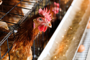 Smart farm concept: A close-up of a hen in a poultry cage overlaid with a futuristic technology interface monitoring iot, automation, and efficiency in modern agriculture.