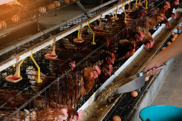 Smart farm concept: A close-up of a hen in a poultry cage overlaid with a futuristic technology interface monitoring iot, automation, and efficiency in modern agriculture.