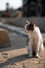 Cute black and white stray kitten sitting on the street looking around with green eyes