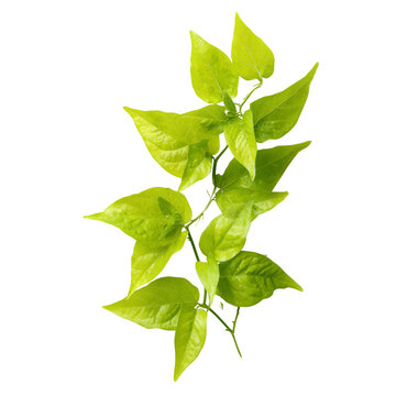 sweet potato vine tips on transparent png background
