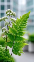 Macro Photo Of Vibrant Green Fern Leaves Unfurling With Tiny White Flowers On Stems With Soft Focus Urban Background