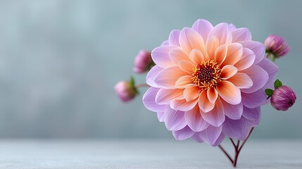 Macro close up of a violet dahlia blossom with orange center covered in water droplets soft pastel background with muted blue and grey tones