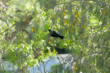 The tui bird perched in a kowhai tree. Both tui and kowhai are only found in New Zealand. The kowhai blooms in spring, birds and insects drink nectar from its flowers.