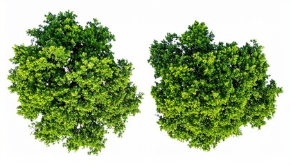 Obraz premium Top View Two Green Trees Isolated on White Background