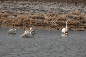 Whooping swans on a lake near the village of Kosh-Agach, Altai Republic, Western Siberia