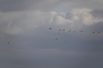 Fototapeta premium Swans in the sky over the Altai Mountains, Western Siberia, Russia