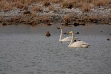 Whooping swans on a lake near the village of Kosh-Agach, Altai Republic, Western Siberia