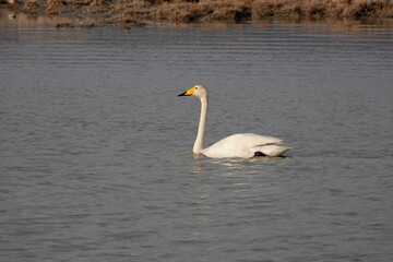 A whooping swan on a lake near the village of Kosh-Agach, Altai Republic, Western Siberia
