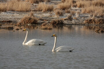 Whooping swans on a lake near the village of Kosh-Agach, Altai Republic, Western Siberia