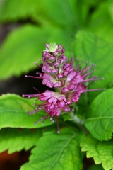 Leucosceptrum stellipilum (Japanese name 'Mikaeri-so') flowers. A semi-deciduous shrub of lamiaceae endemic to Japan. Pale pink brush-like flowers bloom from summer to autumn.