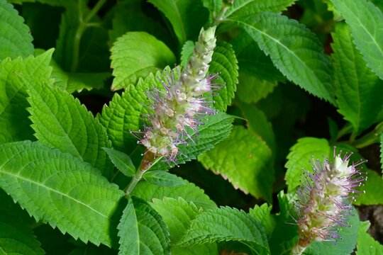 Leucosceptrum stellipilum (Japanese name 'Mikaeri-so') flowers. A semi-deciduous shrub of lamiaceae endemic to Japan. Pale pink brush-like flowers bloom from summer to autumn.