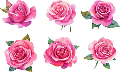 Fototapeta premium set of pink roses isolated