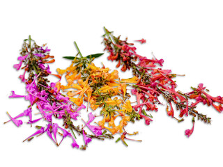 Pink Orange Red Agastache Flowers Scattered on White Background pink flowers orange flowers